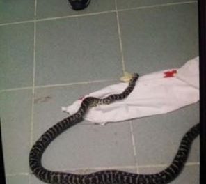 Hallan Serpiente en el Quirófano del Hospital Vinicio Calventi