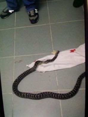 Hallan Serpiente en el Quirófano del Hospital Vinicio Calventi