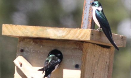 Propagas y la Golondrina Verde