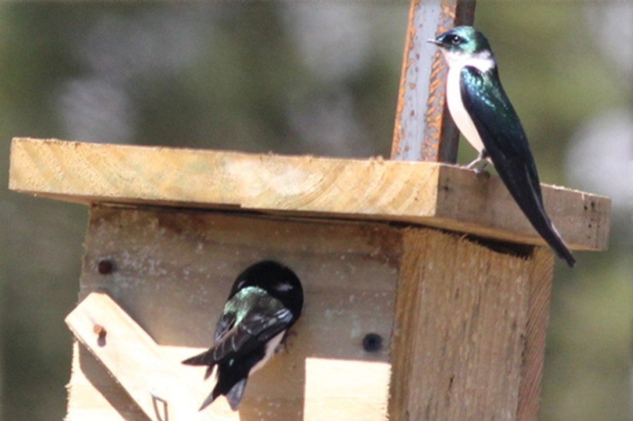 Propagas y la Golondrina Verde