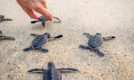 Liberan crías de Tortugas Carey