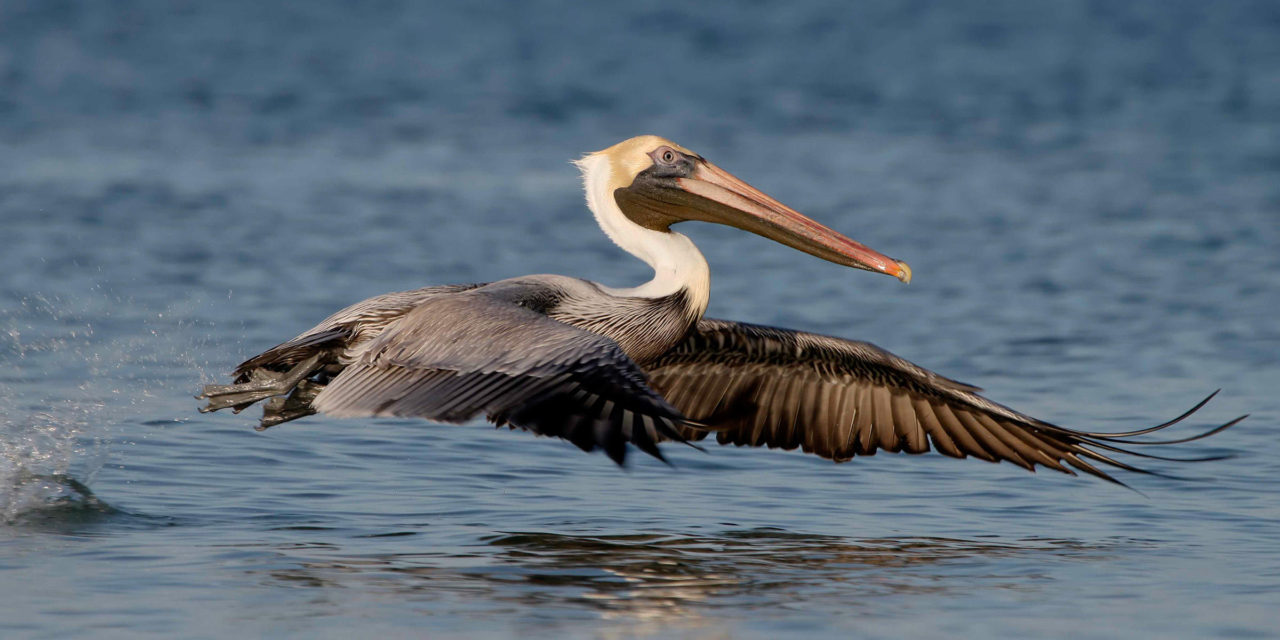 Denuncian caza de aves en Sabana de La Mar