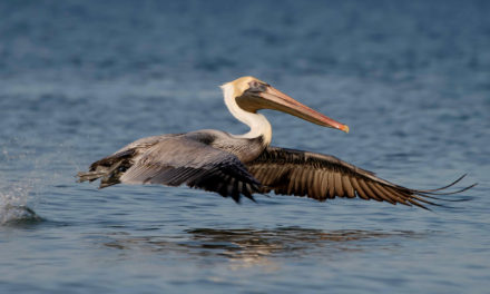 Denuncian caza de aves en Sabana de La Mar