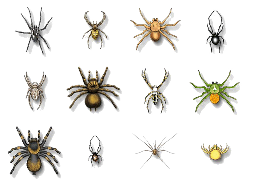 Arañas, mitos y realidades…