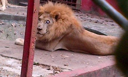 Muere león en traslado de zoo de Moca
