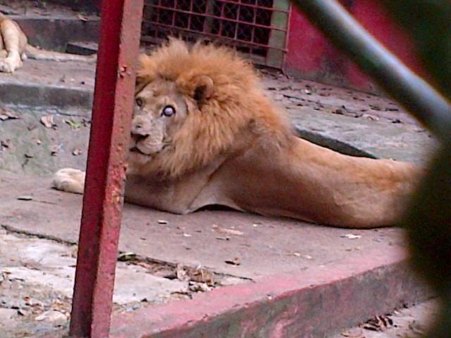 Muere león en traslado de zoo de Moca