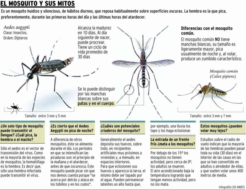 Mosquitos Aedes aegypti Los Alcarrizos News Diario Digital