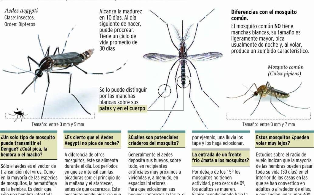 Universidad de Puerto Rico y Oxford crearán juntas vacuna universal contra dengue