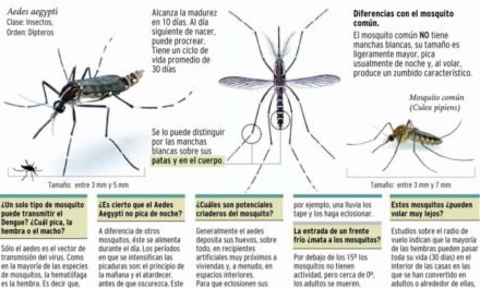 Universidad de Puerto Rico y Oxford crearán juntas vacuna universal contra dengue
