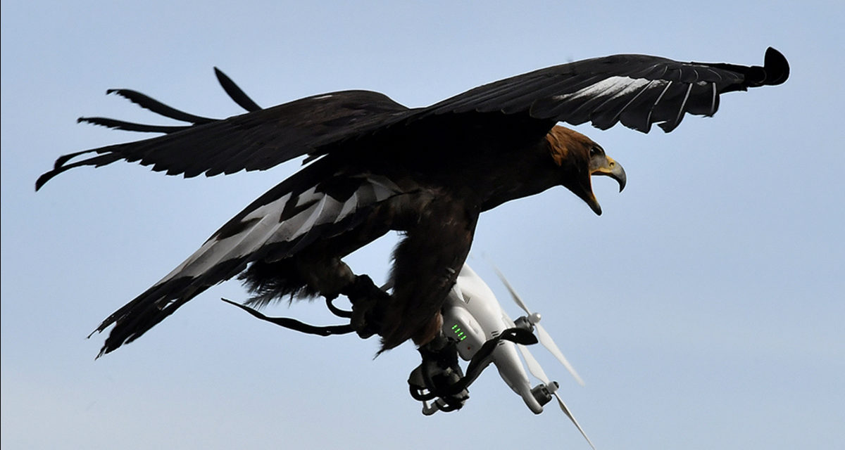 Fuerza Aérea de Francia entrena águilas para cazar drones sospechosos