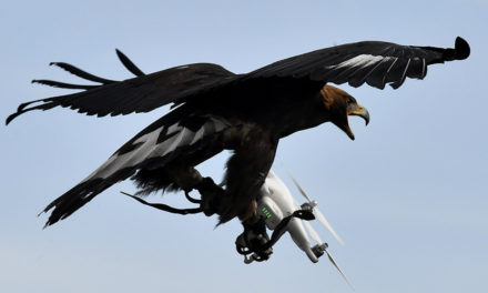 Fuerza Aérea de Francia entrena águilas para cazar drones sospechosos