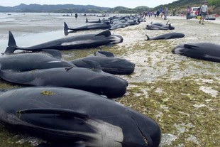 Unas 400 ballenas encalladas en Nueva Zelanda