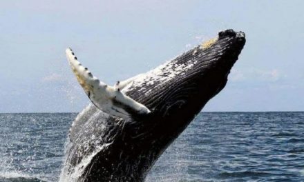 Medio Ambiente llama a la población a visitar las Ballenas Jorobadas