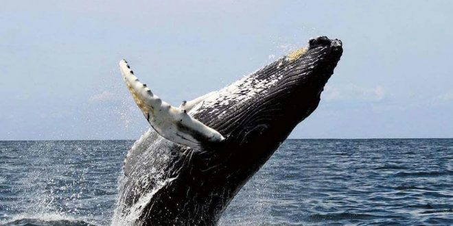 Medio Ambiente llama a la población a visitar las Ballenas Jorobadas