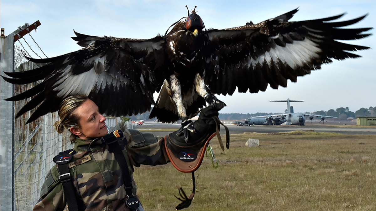 Fuerza, Aerea, Francia, entrena, aguilas, done, Alcarrizos News Diario Digital