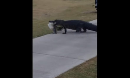 Un cocodrilo es visto con un gran pescado entre sus dientes en un campo de golf de Florida