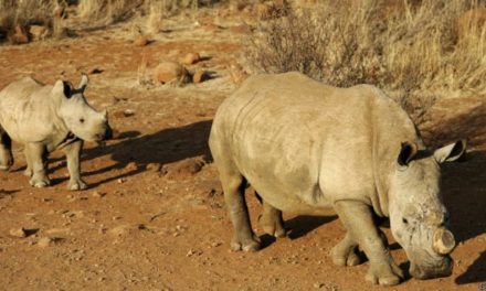 Tailandia incauta 21 cuernos de rinoceronte