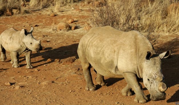 Tailandia incauta 21 cuernos de rinoceronte