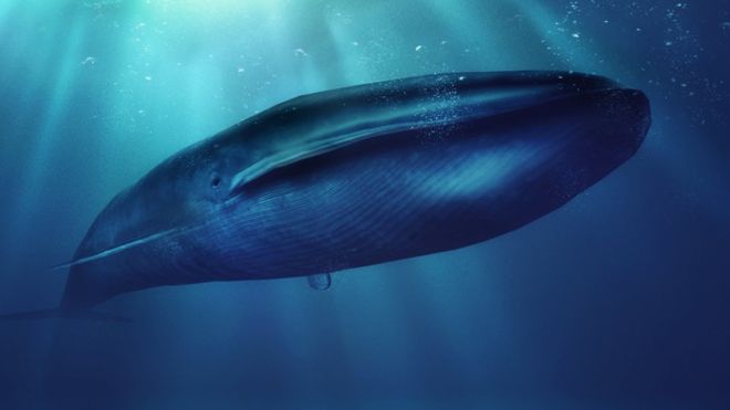 Qué es el peligroso juego de «La ballena azul» y por qué preocupa a las autoridades