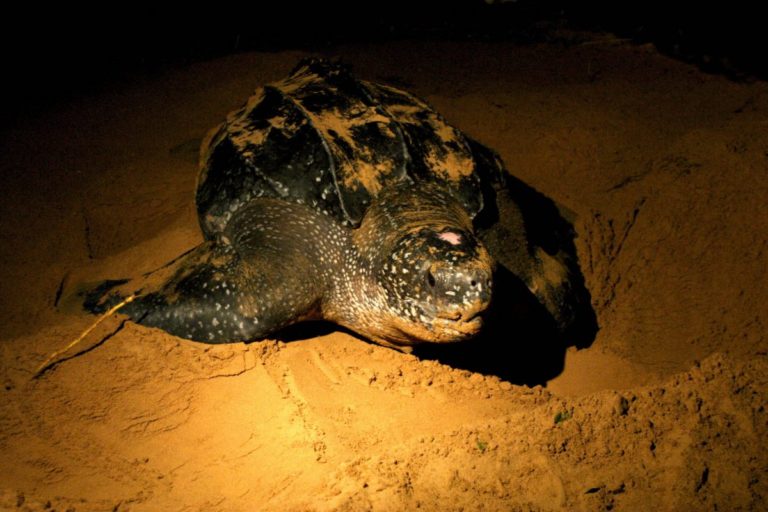 Anidaje de tinglares, Puerto Rico, Alcarrizos News Diario Digital