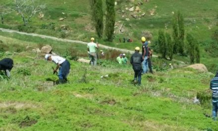 Se inicia la reforestación de Valle Nuevo