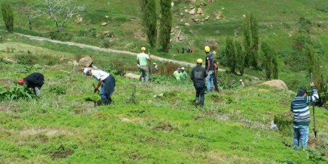 Se inicia la reforestación de Valle Nuevo