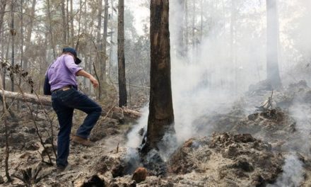 Traficantes de Guaconejo (usado para hacer perfume) incendian la Sierra de Bahoruco