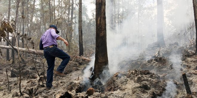 Traficantes de Guaconejo (usado para hacer perfume) incendian la Sierra de Bahoruco
