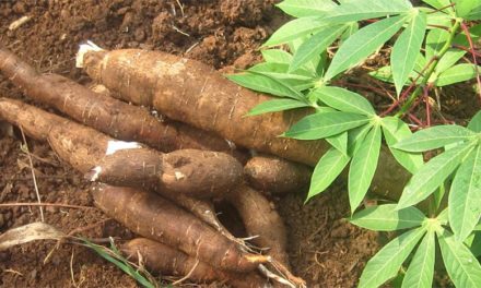 Prisión preventiva por robo de siete libras de yuca escandaliza a la Defensa Pública