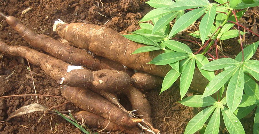 Prisión preventiva por robo de siete libras de yuca escandaliza a la Defensa Pública