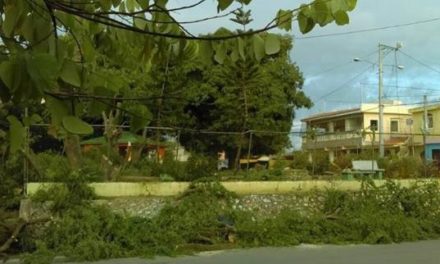 Comunitarios dicen ayuntamiento de Los Alcarrizos derriba árboles de más de 60 años