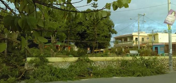 Comunitarios dicen ayuntamiento de Los Alcarrizos derriba árboles de más de 60 años