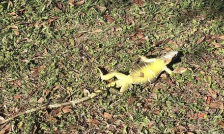 Iguanas congeladas caen de los árboles en la Florida