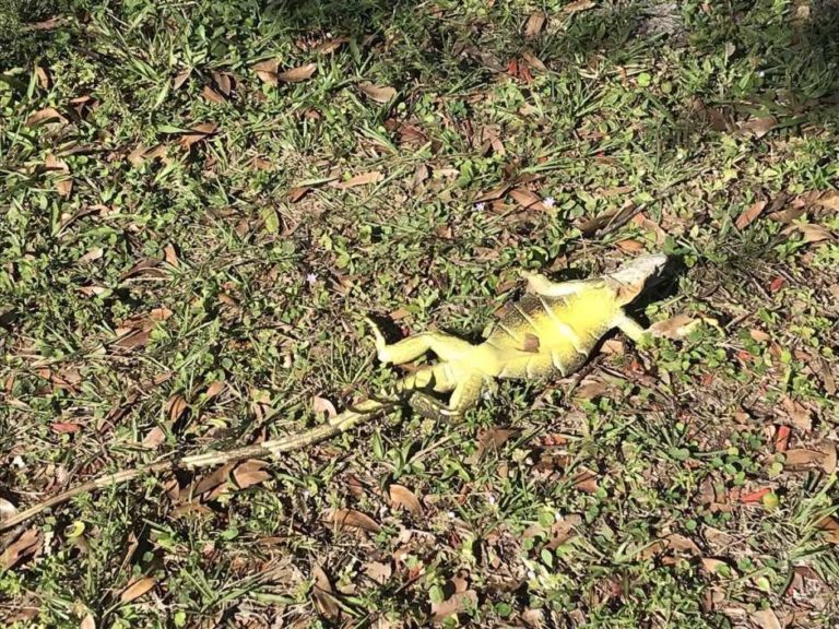 Iguanas congeladas caen de los árboles en la Florida