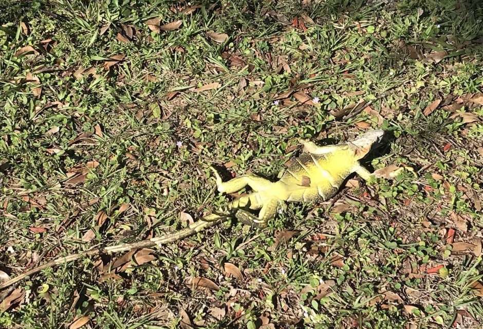 Iguanas congeladas caen de los árboles en la Florida