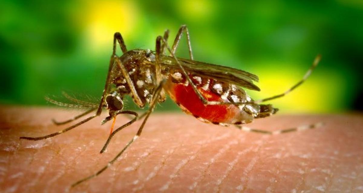 Eliminan criadero de mosquito transmite la malaria en Los Alcarrizos