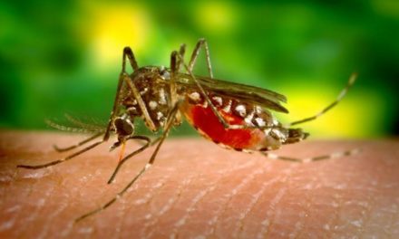 Eliminan criadero de mosquito transmite la malaria en Los Alcarrizos