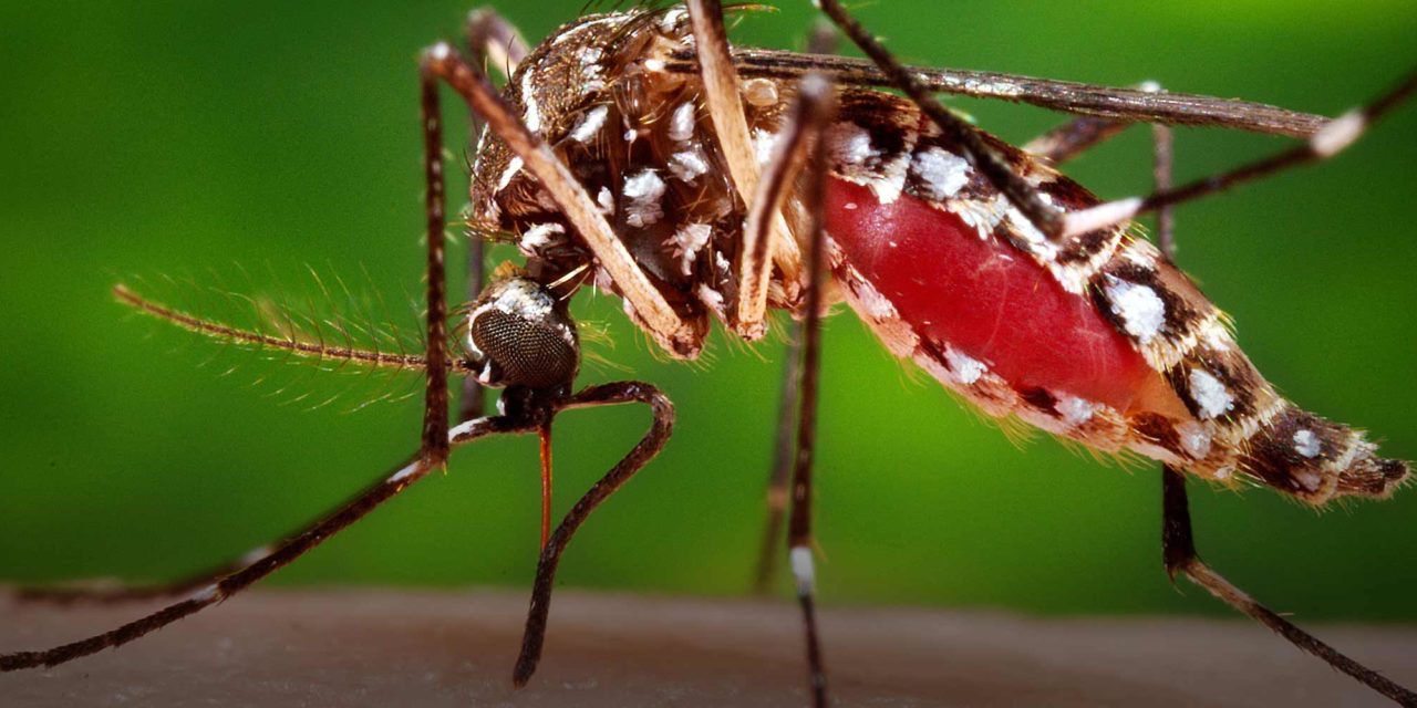 Se mantiene foco de malaria en sector Villa Verde de Los Alcarrizos