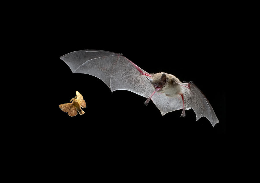 Murciélagos, “aliados” de los humanos en el control de enfermedades