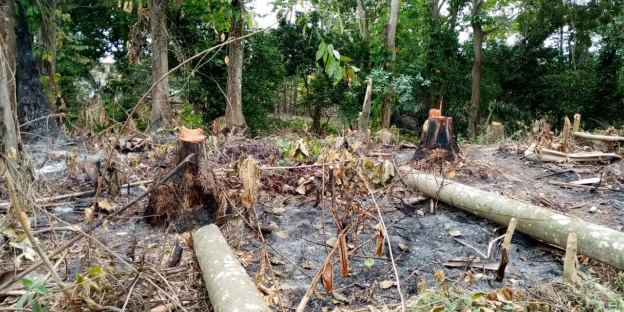 Denuncian tala indiscriminada de arboles centenarios próximo a Los Alcarrizos