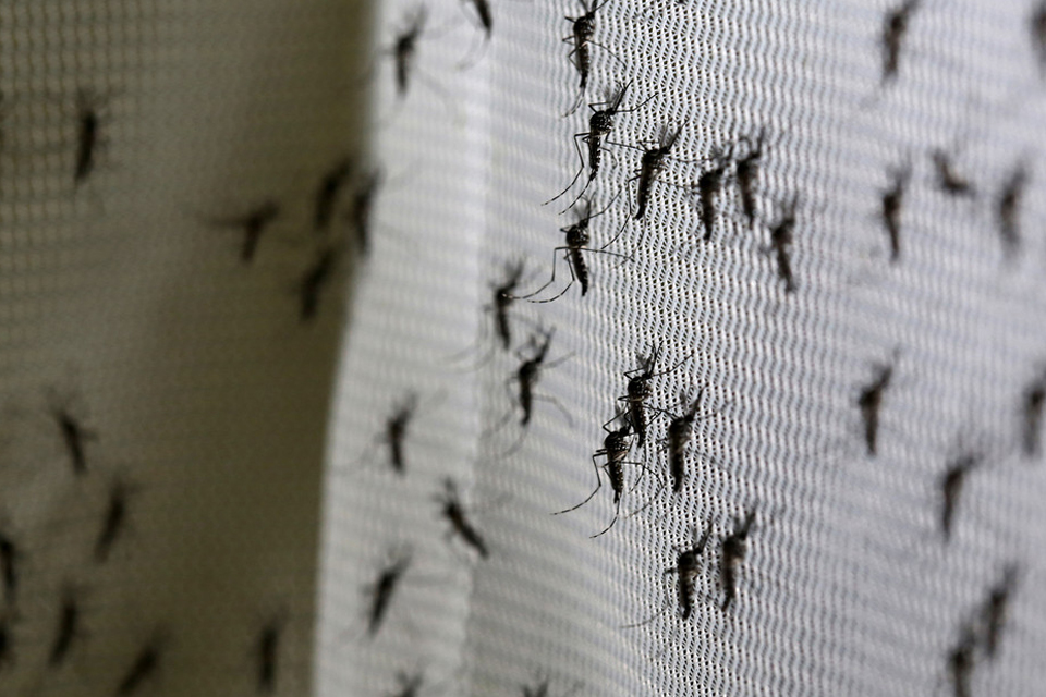 Primer lote de mosquitos autodestructivos