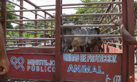 Retiran vacas y cerdos criados sin control DN
