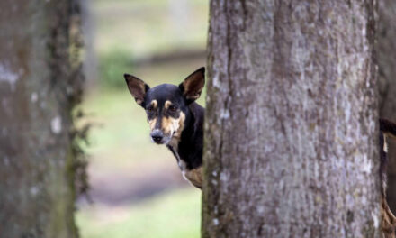 Buscan endurecer sanciones contra el maltrato animal