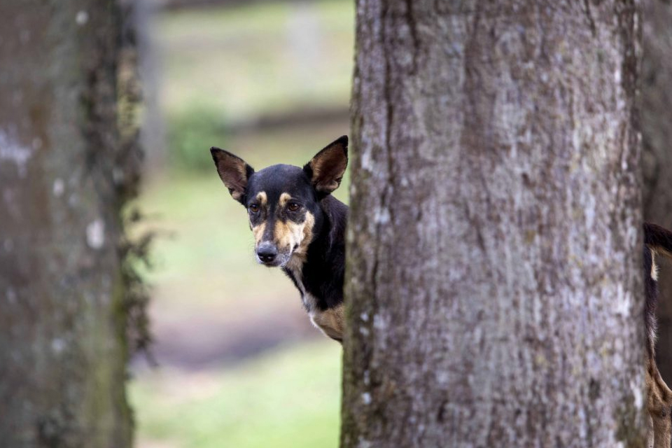 Buscan endurecer sanciones contra el maltrato animal