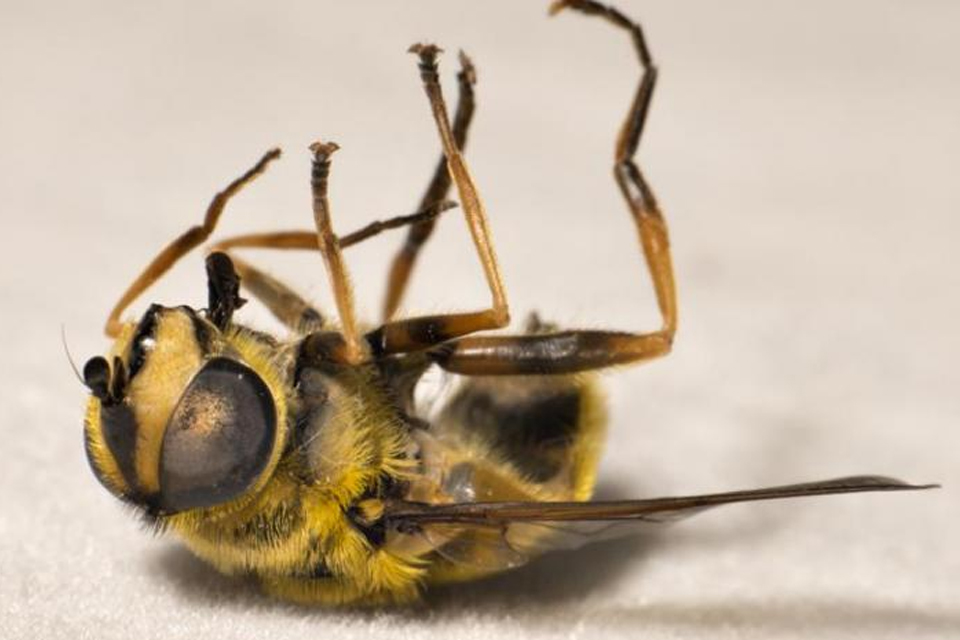 Las abejas están en peligro de extinción