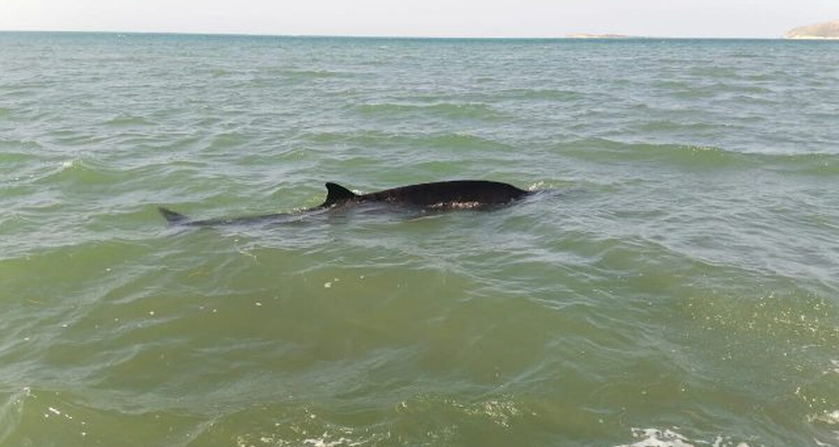 Ballena picuda encontrada en Montecristi fue maltratada antes morir