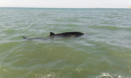 Ballena picuda encontrada en Montecristi fue maltratada antes morir