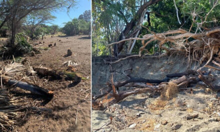 Medio Ambiente anda nuevamente detrás de los depredadores de Las Dunas de Baní