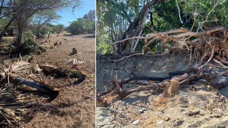Medio Ambiente anda nuevamente detrás de los depredadores de Las Dunas de Baní