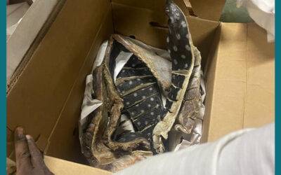 CODOPESCA decomisa 259 libras de tortuga tinglar